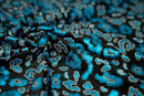 Leo Party Foil Printed Spandex Fabric | Blue Moon Fabrics