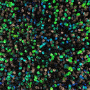 Sanibel Seashell Stretch Velvet Sequin Fabric | Blue Moon Fabrics